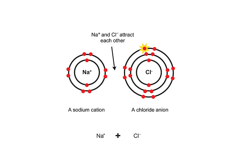 The sodium and chloride ions attract each other like magnets and are joined by an ionic bond.